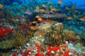 Reef Scene